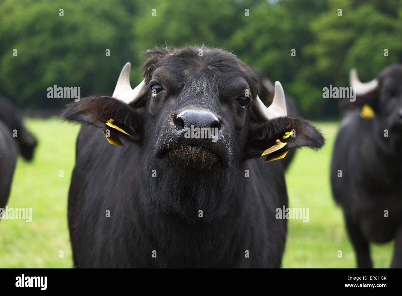 Water buffalo in a meadow in the Netherlands, eye contact, close up Stock Photo