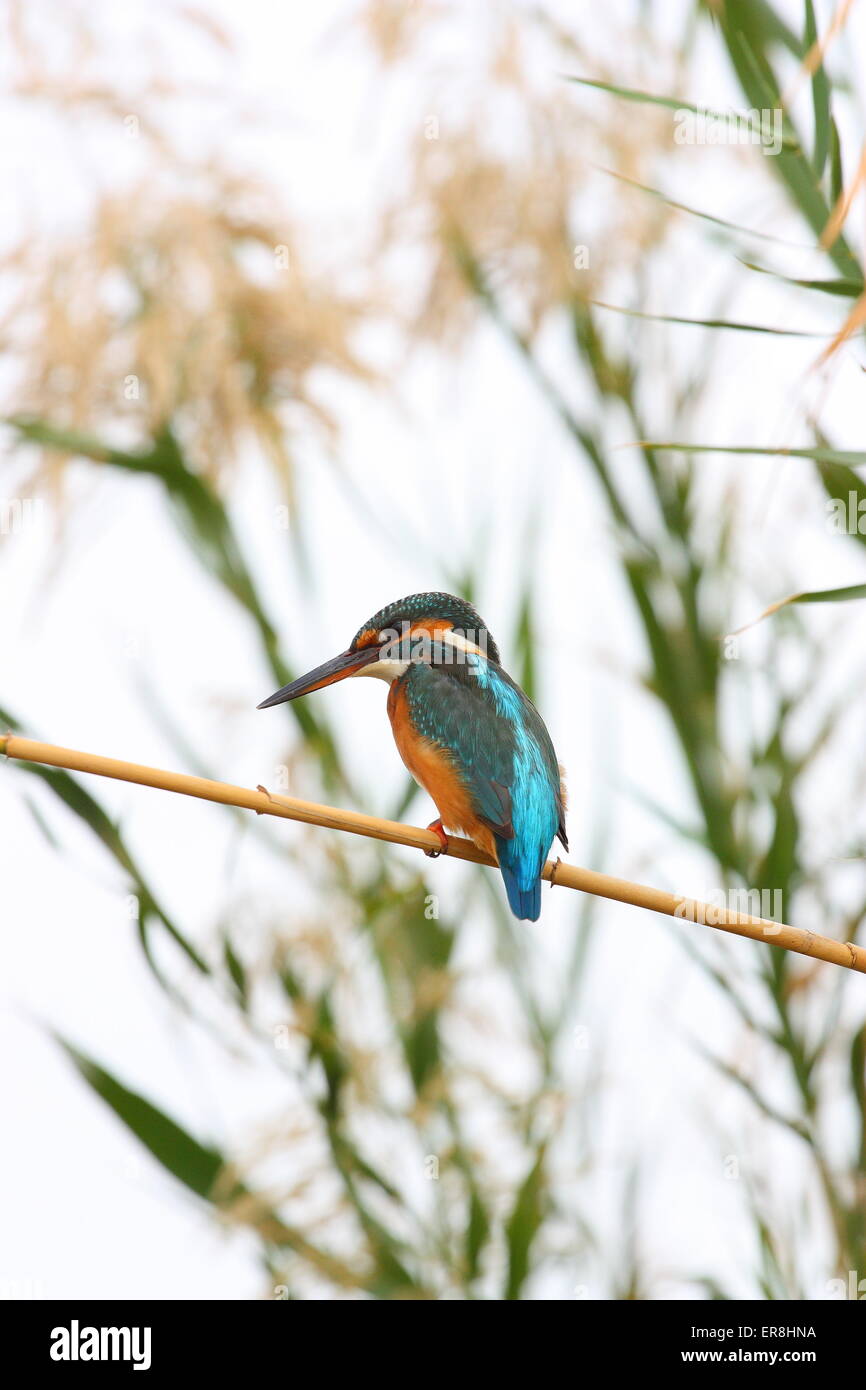 King fisher portrait on tree branch Stock Photo