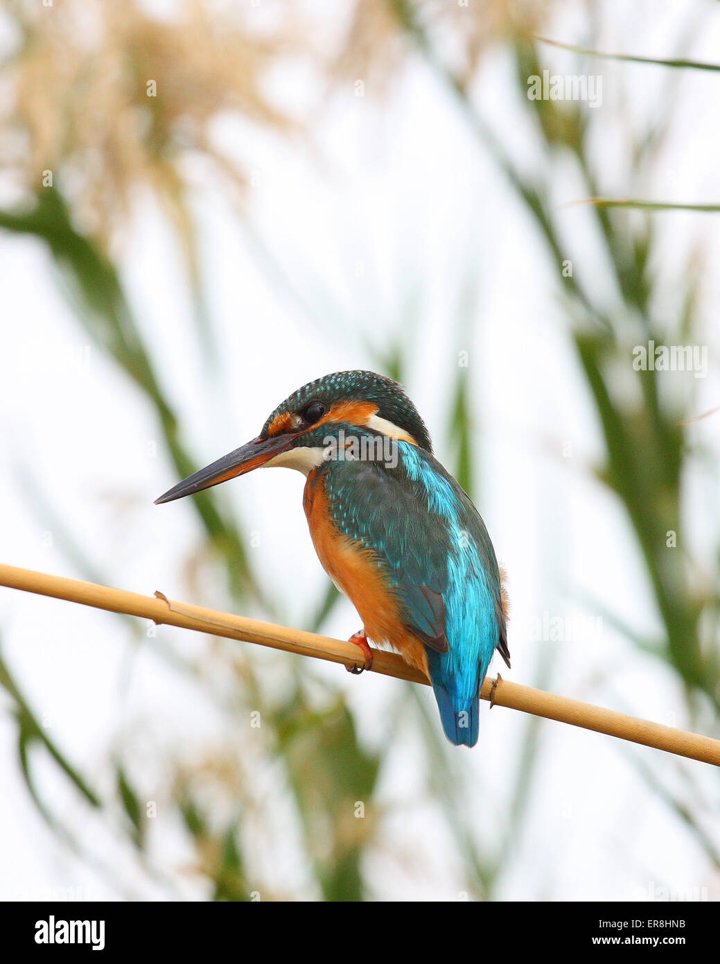 King fisher portrait on tree branch Stock Photo