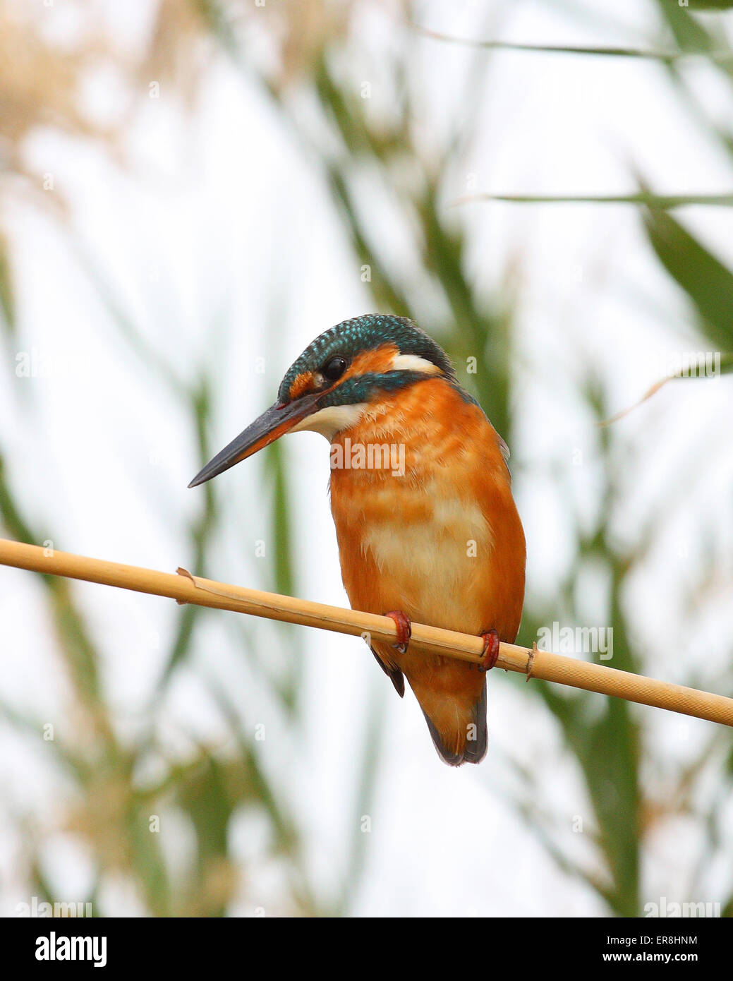 King fisher portrait on tree branch Stock Photo