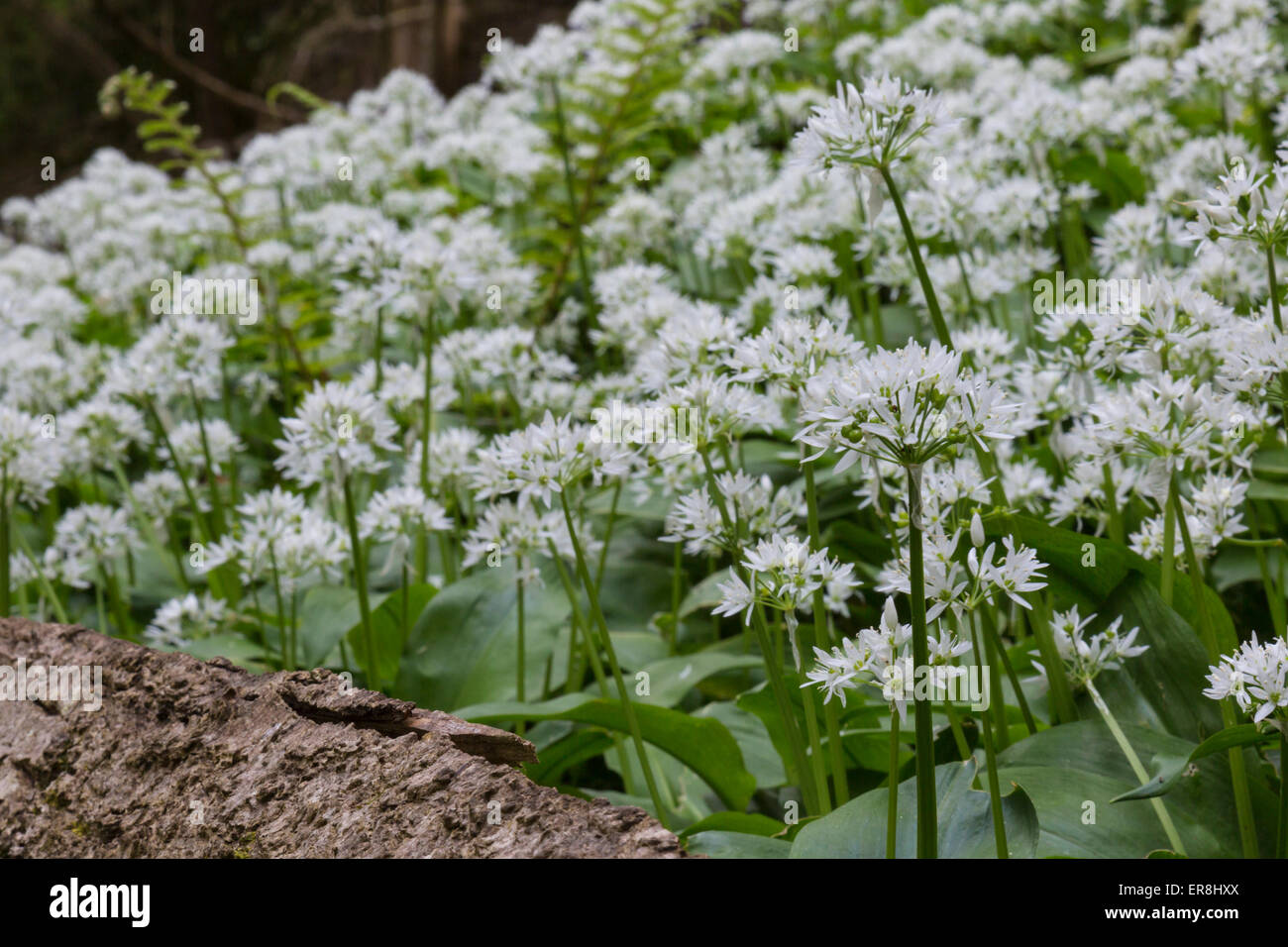 Wild garlic in flower on the forest floor Stock Photo