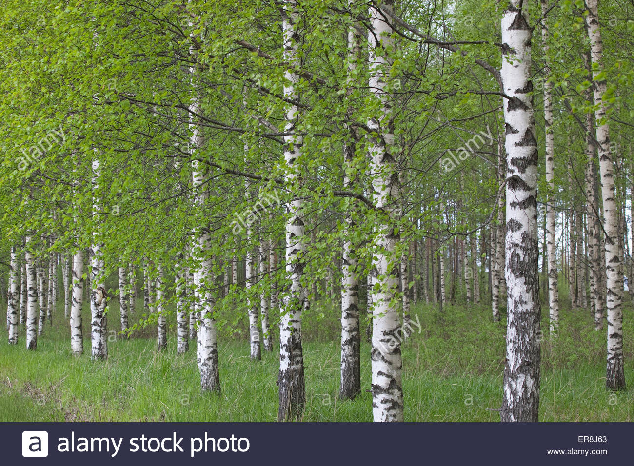 Birch Tree In Spring Stock Photos & Birch Tree In Spring Stock Images