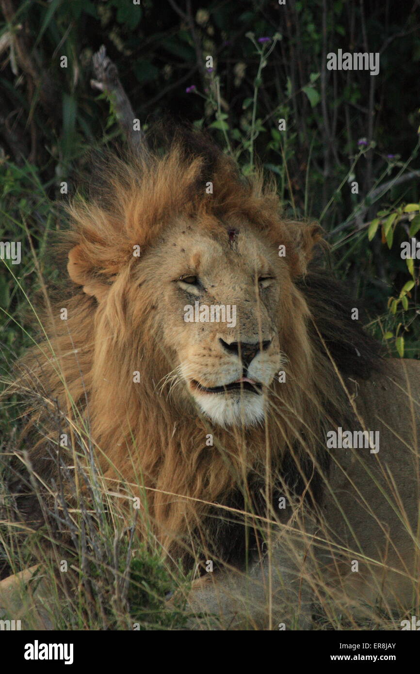 Portrait male lion in bush hi-res stock photography and images - Alamy