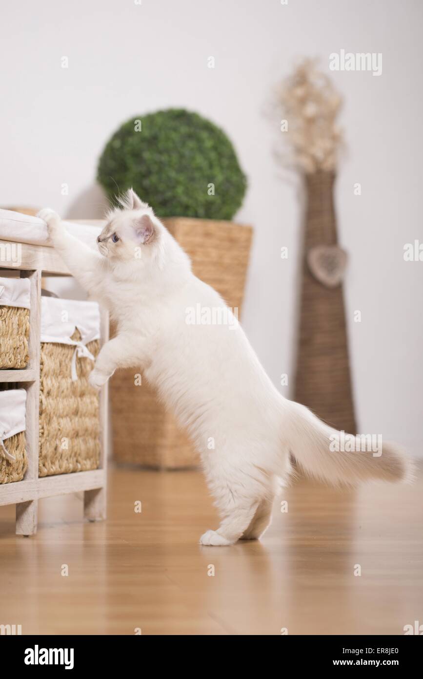 curiously Sacred Birman Stock Photo - Alamy