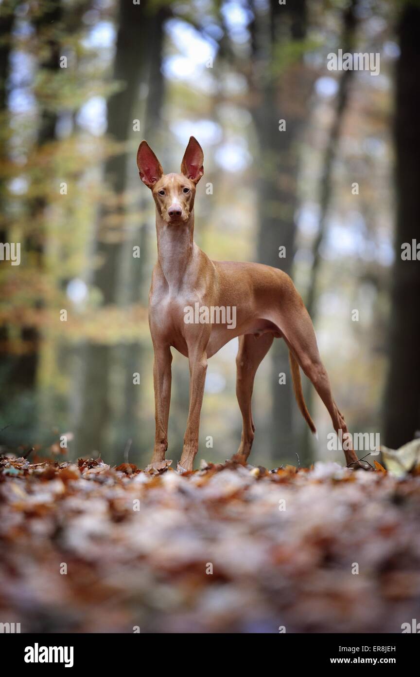 Pharaoh standing hi-res stock photography and images - Alamy