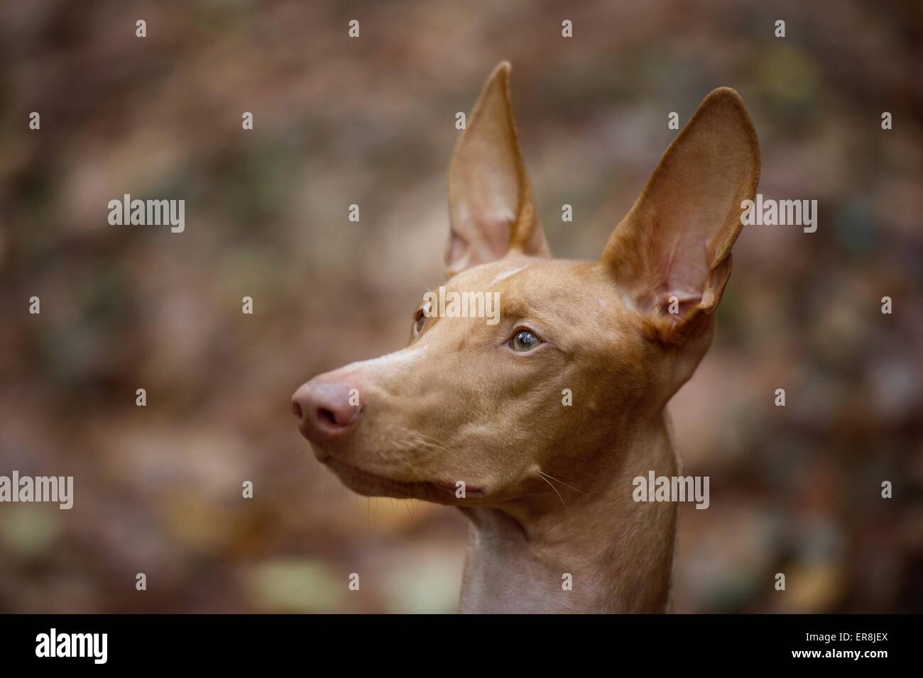 Pharaoh Hound Portrait Stock Photo