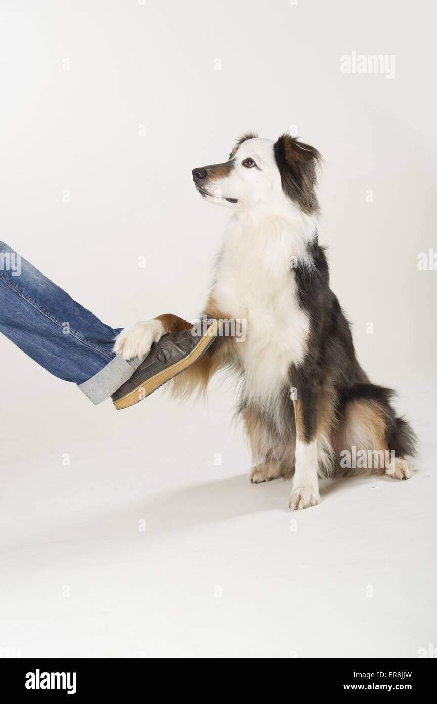 Australian shepherd paw hires stock photography and images Alamy