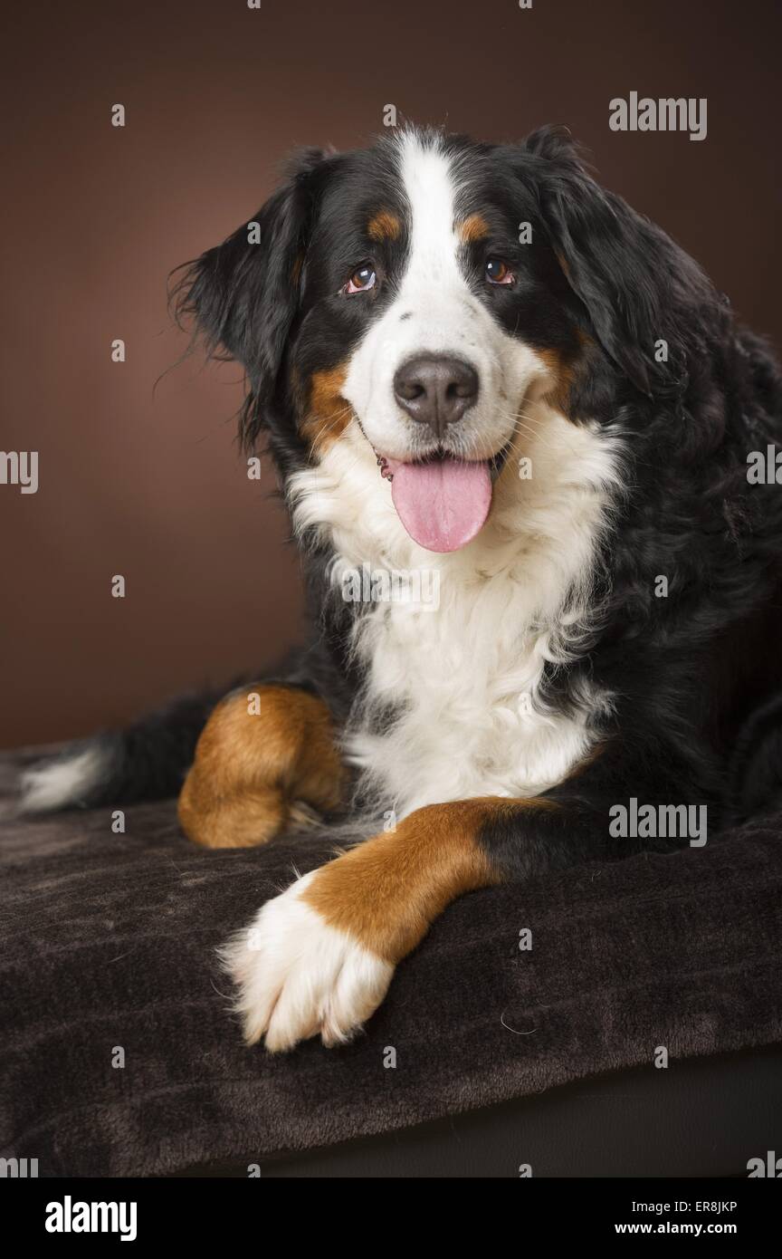 lying Bernese Mountain Dog Stock Photo - Alamy