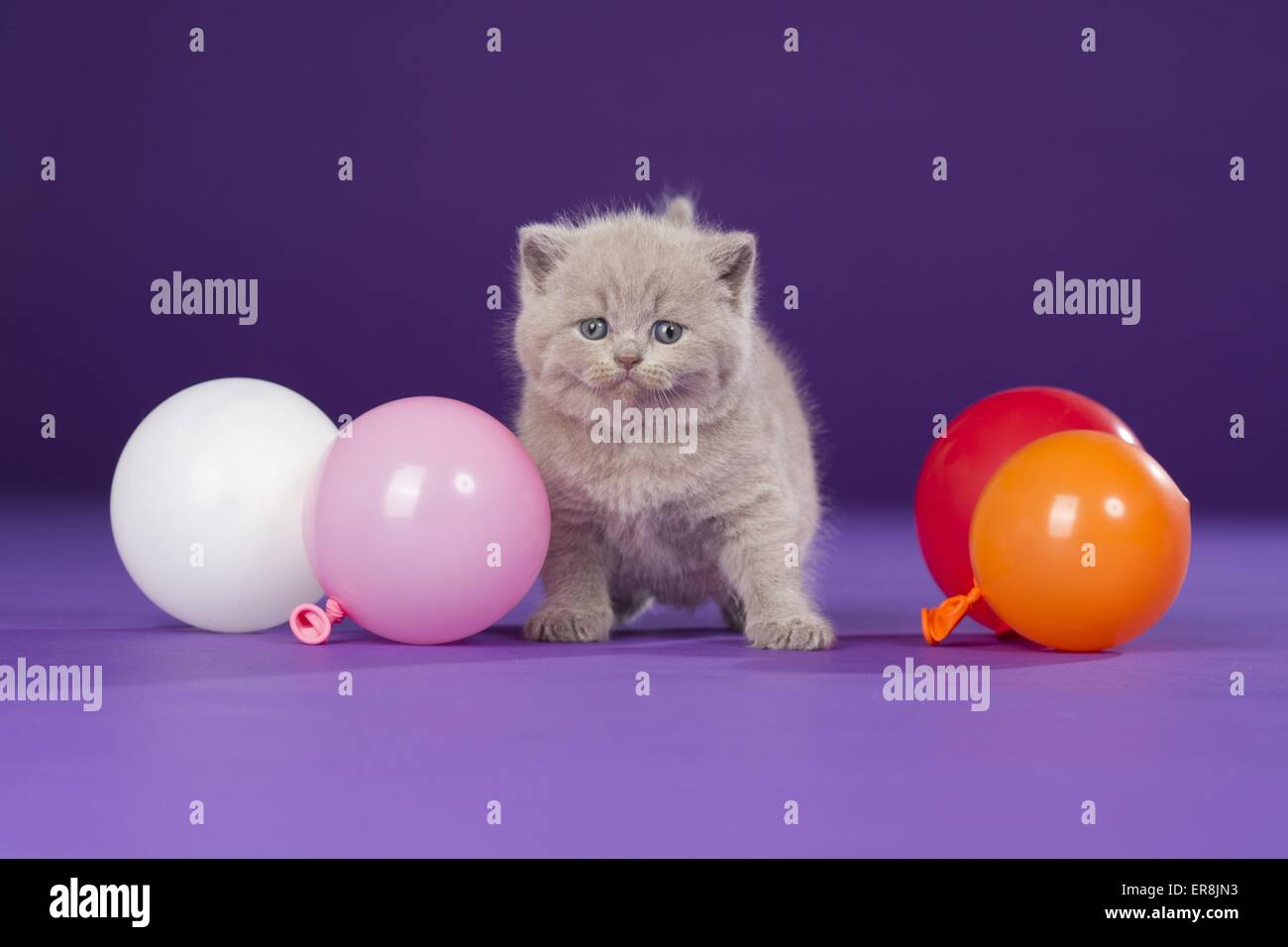 British Shorthair Kitten Stock Photo - Alamy