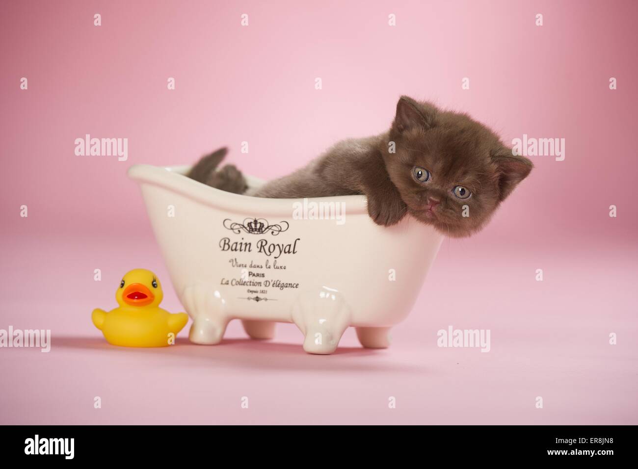 British Shorthair Kitten Stock Photo Alamy