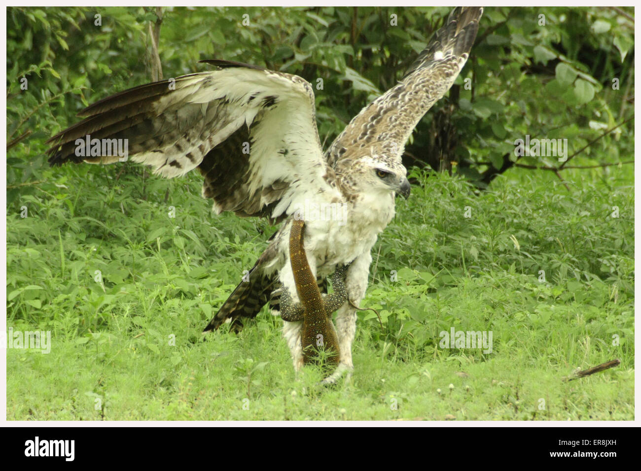 Martial Eagle Stock Photo