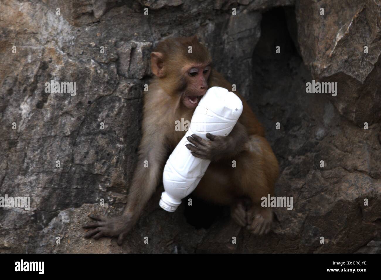 Bangladesh monkey hi-res stock photography and images - Alamy