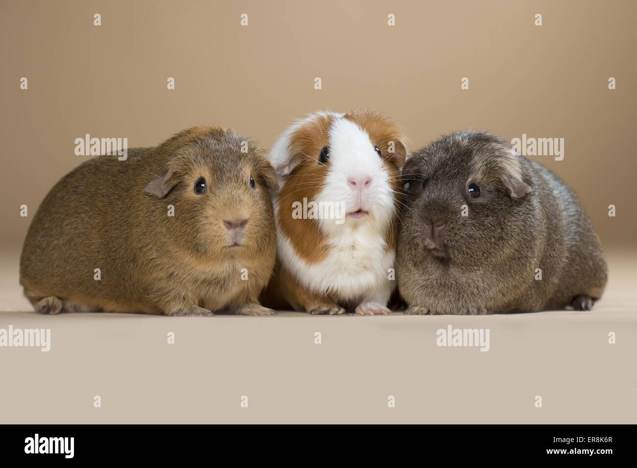 3 hot sale guinea pigs