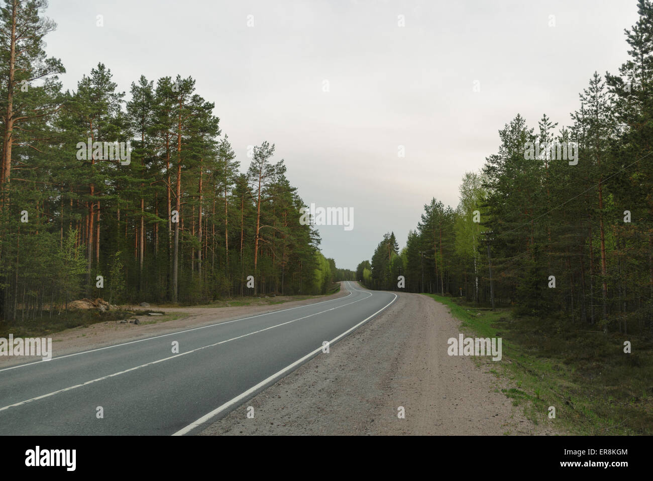 asphalt road in a pine forest Stock Photo - Alamy