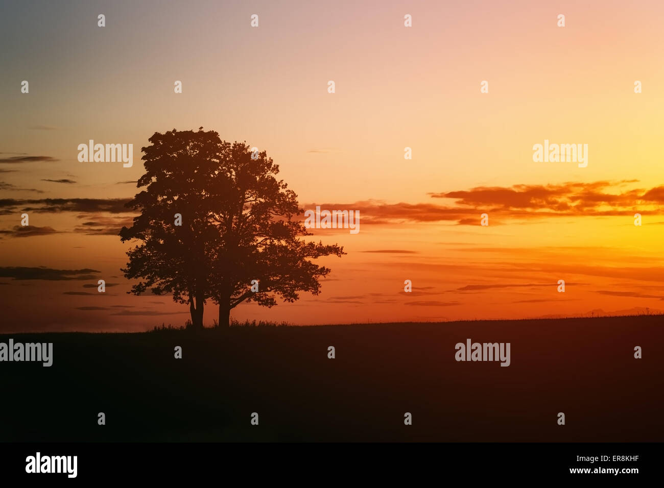 two oak trees silhouette in sunset on field Stock Photo - Alamy