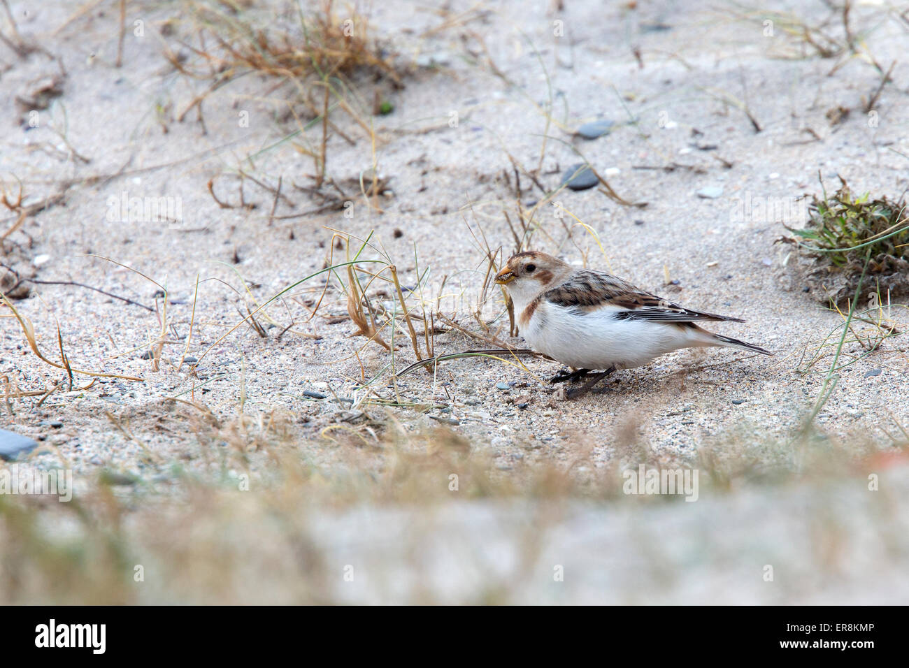 Snow Bunting, male in the sand dunes at St Gothian LNR, Gwithian, Cornwall, England, UK. Stock Photo