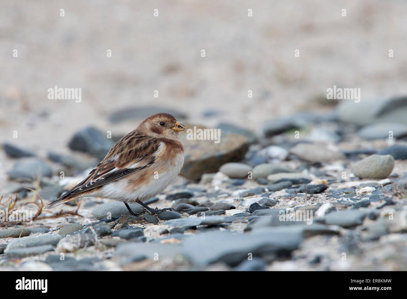 Snow Bunting, female in the sand dunes eating seeds at St Gothian LNR, Gwithian, Cornwall, England, UK. Stock Photo
