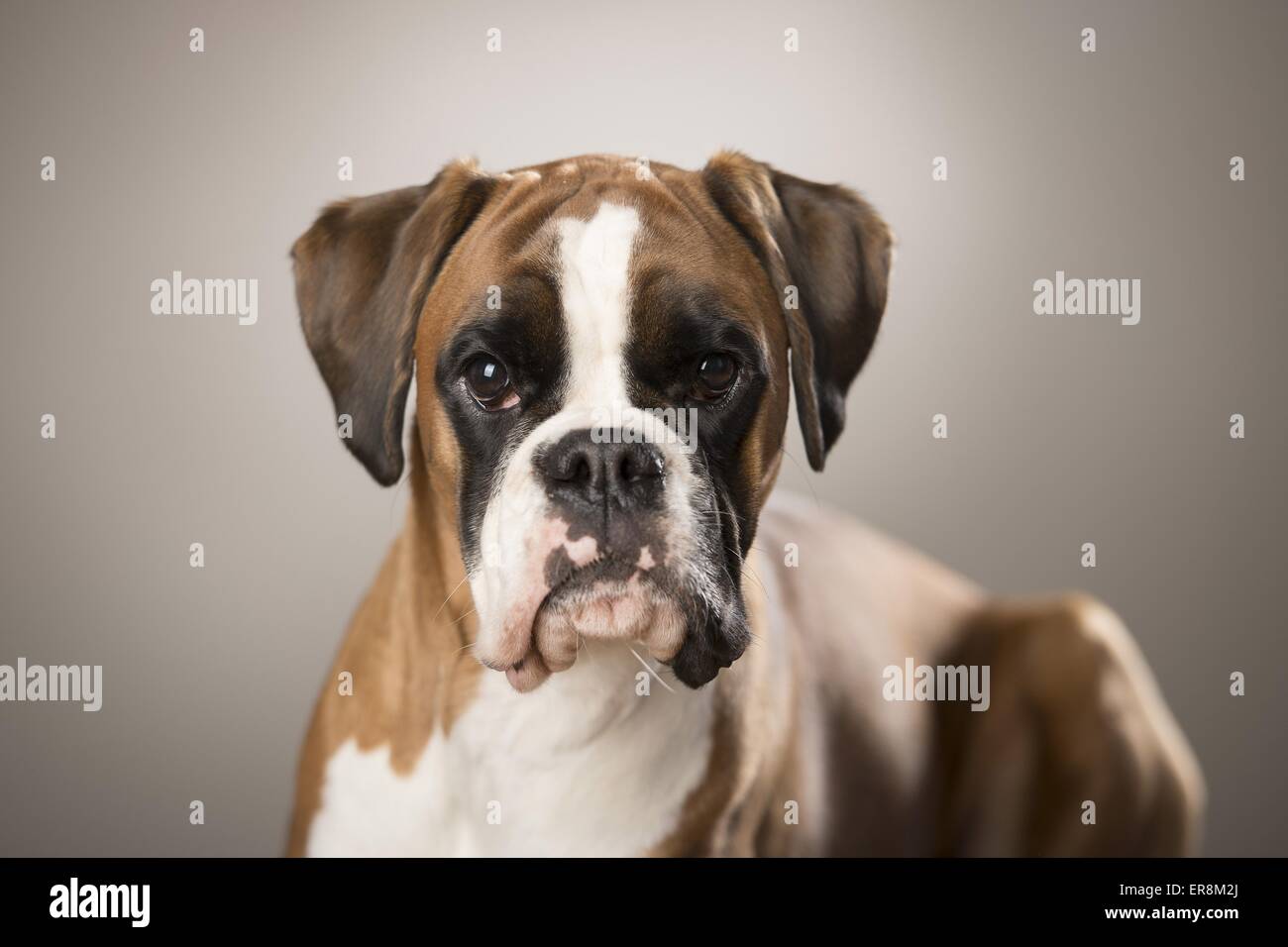 German Boxer Portrait Stock Photo - Alamy