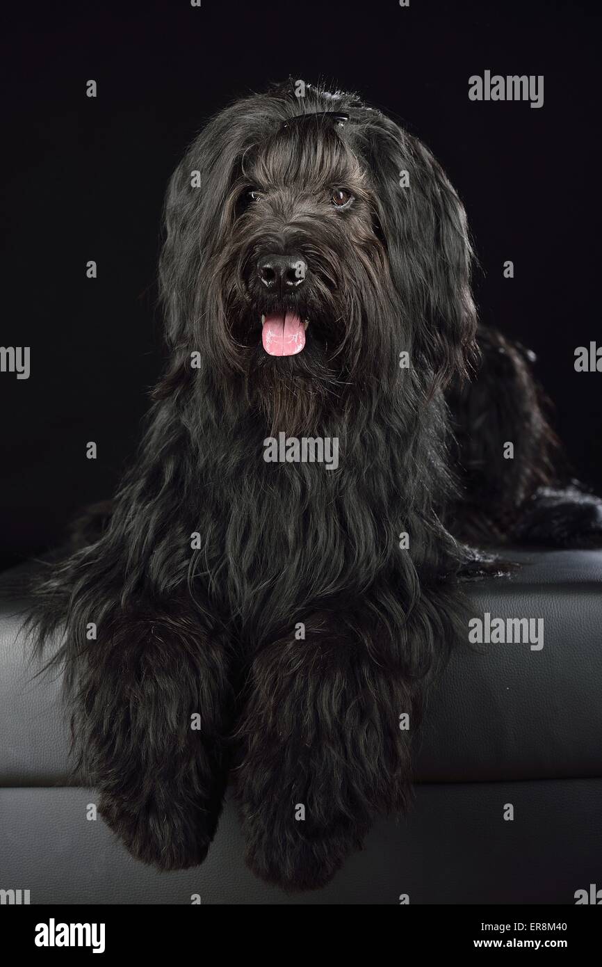 Briard Pants - Black Briard Pants - Black
