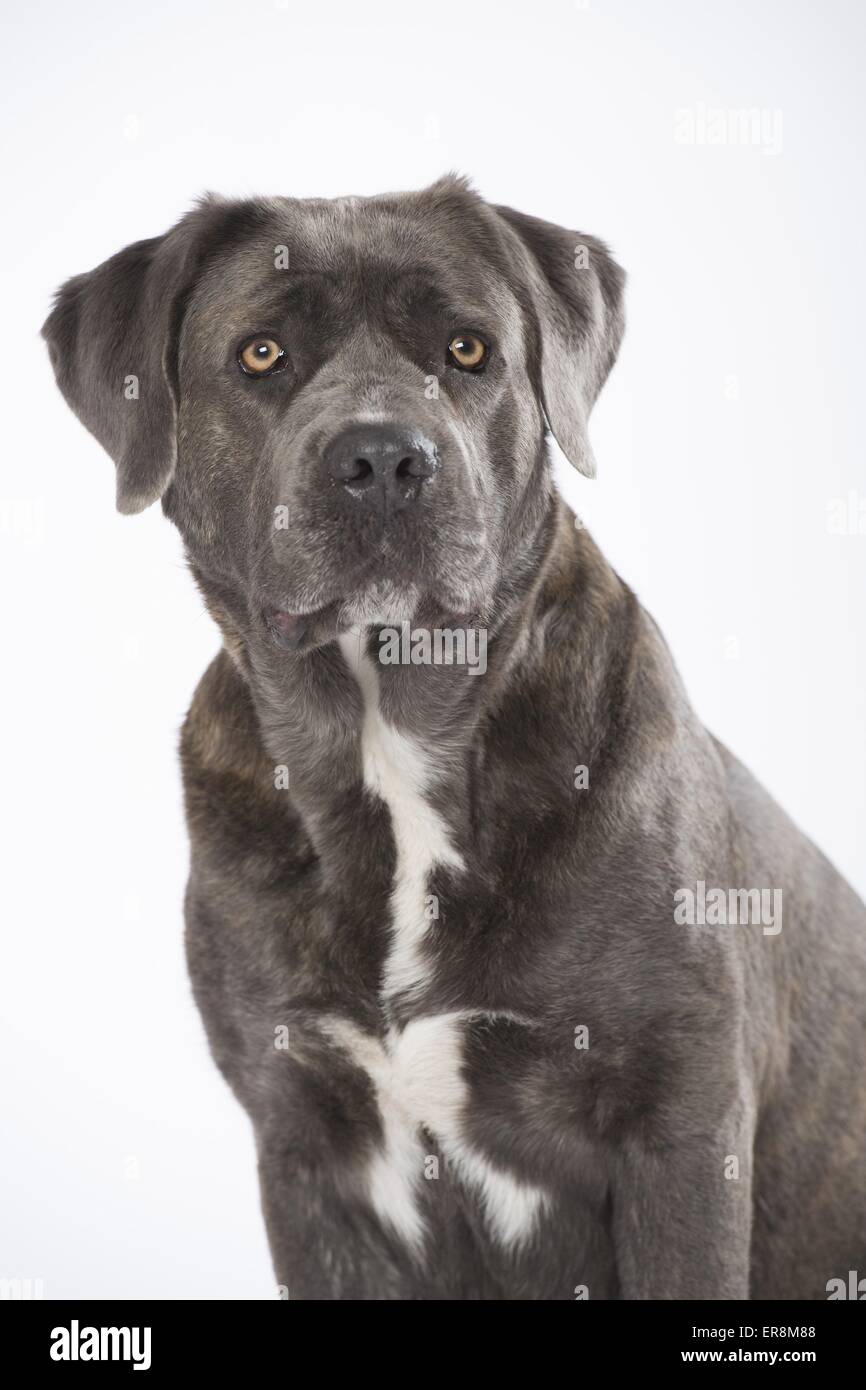 Key Corso Cane Corso Portrait Stock Photo - Alamy
