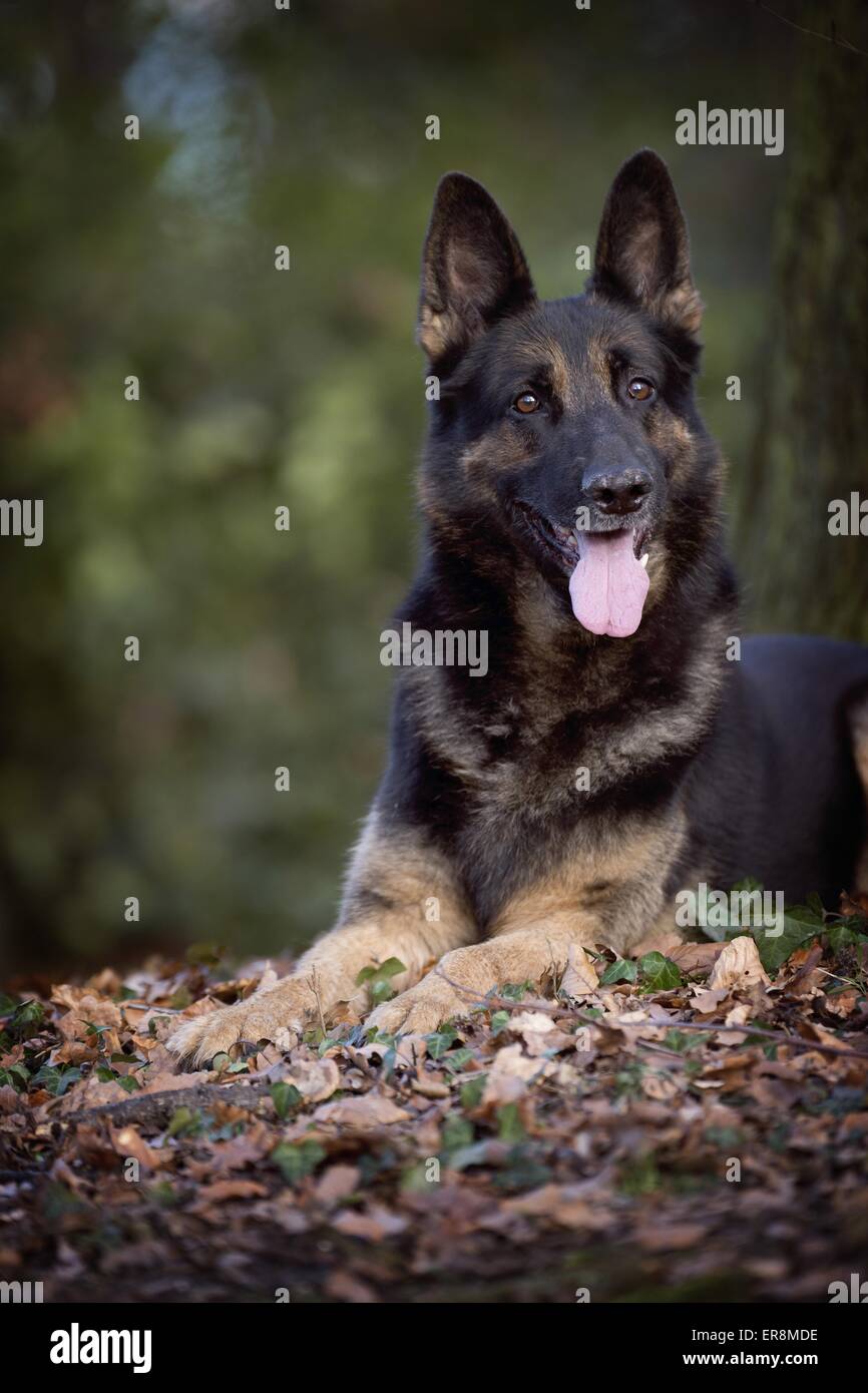 Ostheimer Shepherd - Lying main image 1
