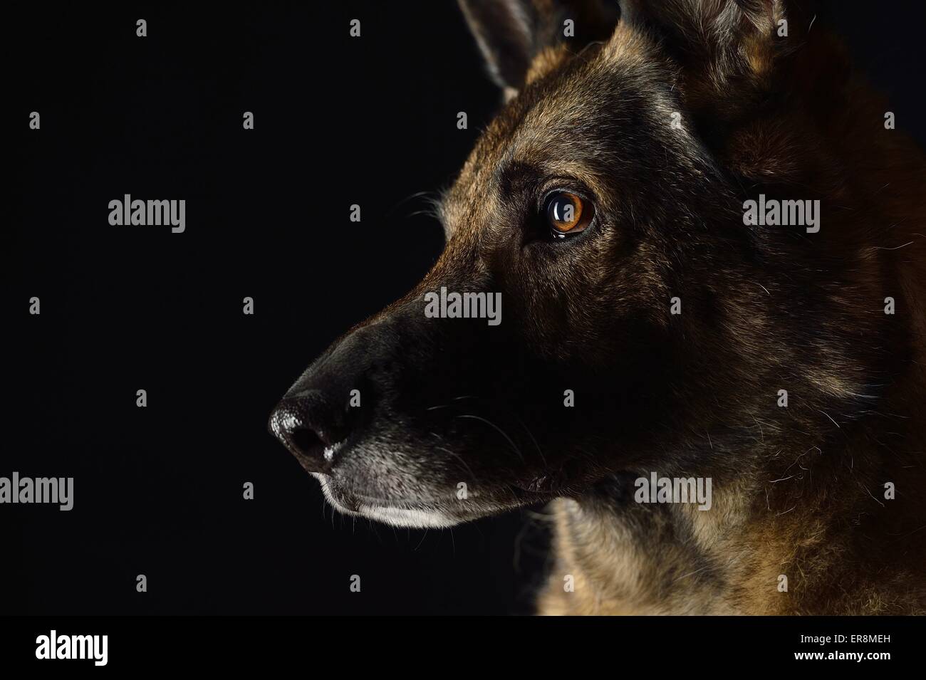German Shepherd face Stock Photo