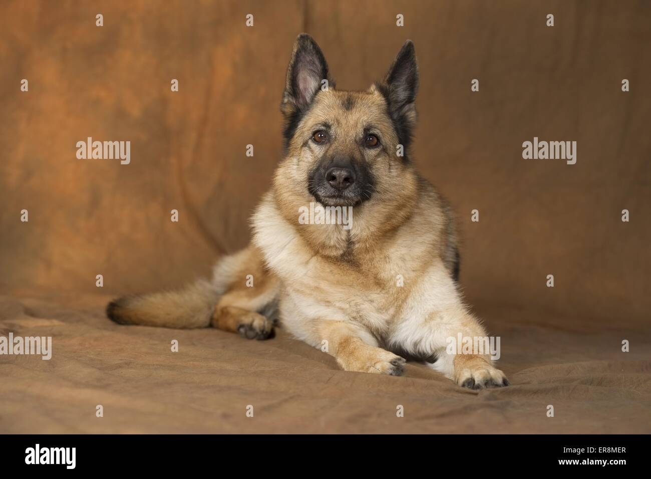 Short Haired German Shepherd Lying Stock Photos Short Haired