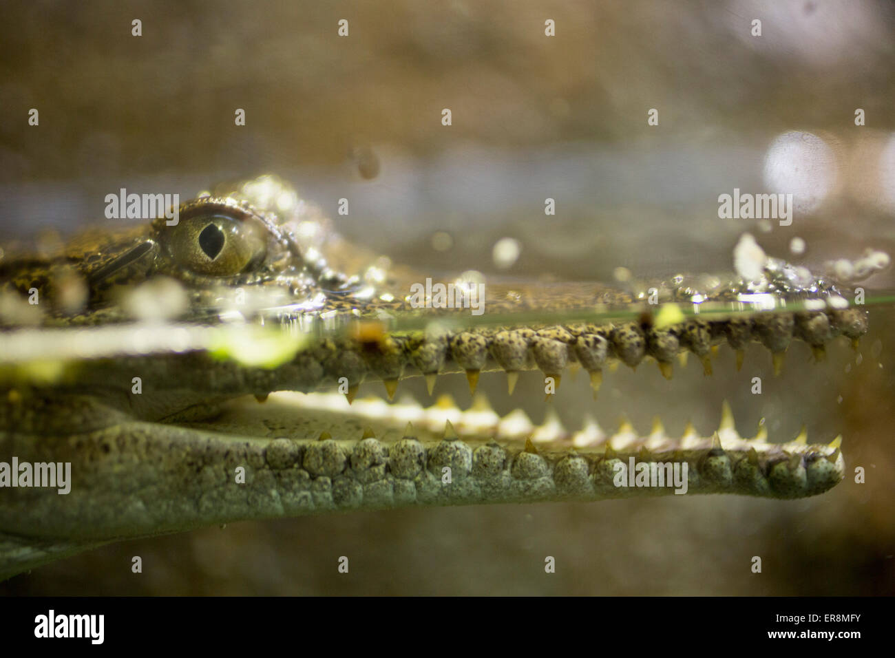 Crocodile side view hires stock photography and images Alamy