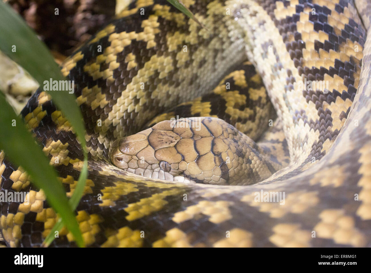 Close-up of python Stock Photo