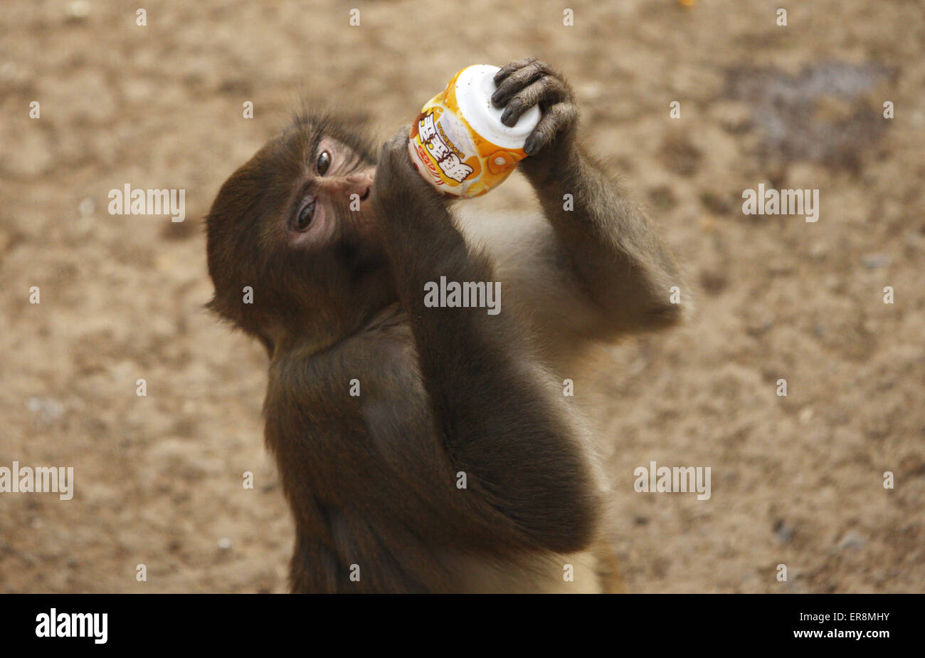 Bangladesh Monkey High Resolution Stock Photography and Images - Alamy