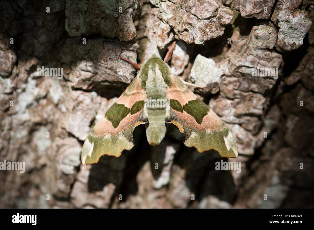 Lime Hawk-moth - Mimas tiliae Stock Photo
