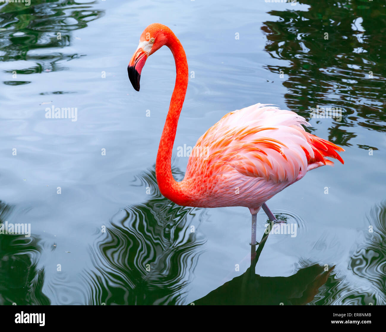 Pink flamingo bird walks in the water with reflections Stock Photo