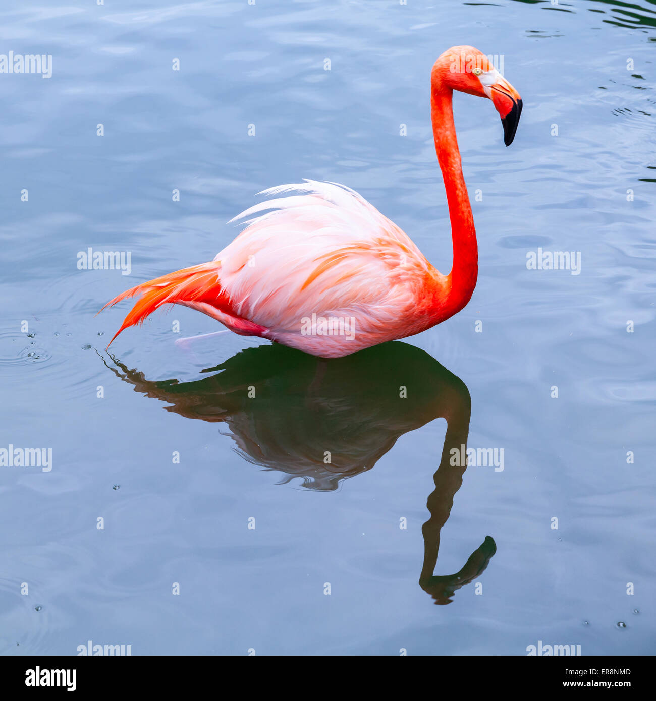 Flamingo hi-res stock photography and images - Alamy