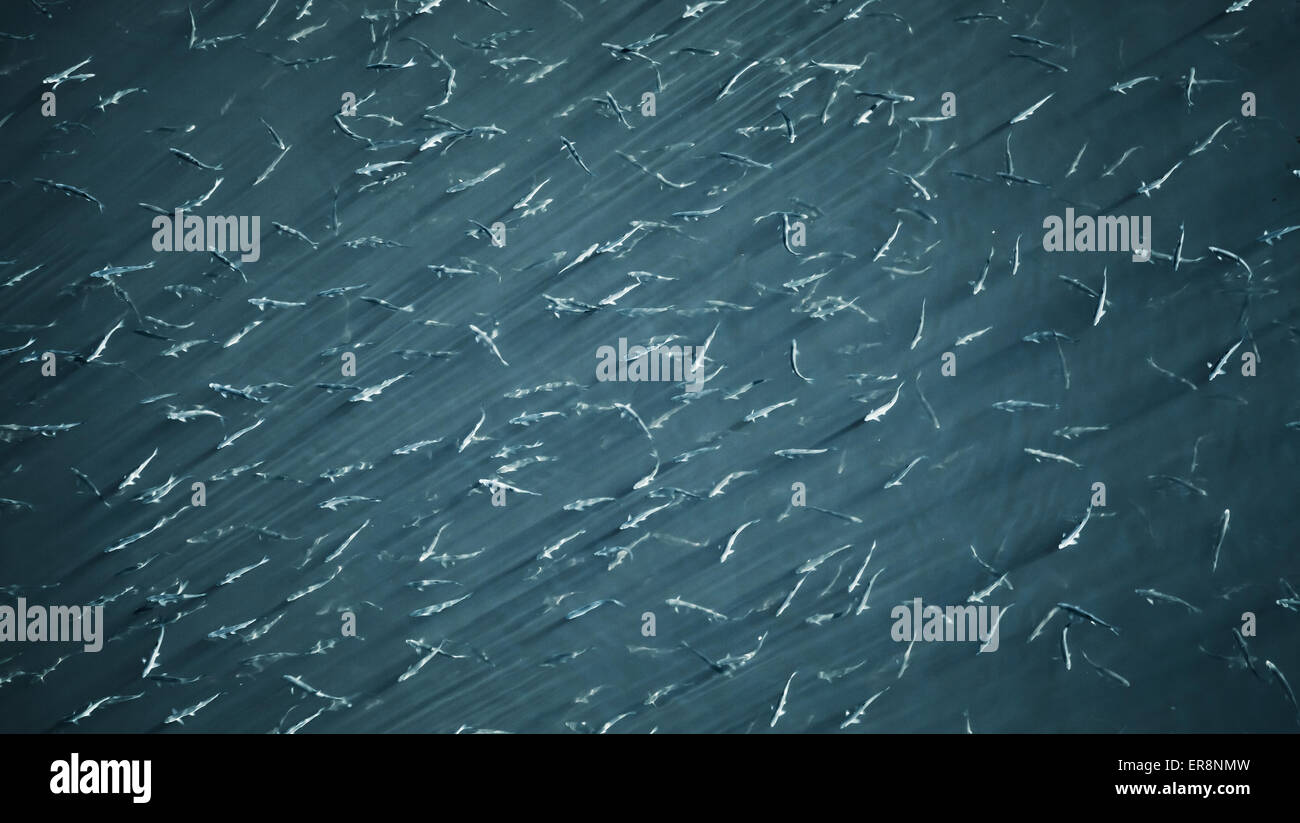 Flock of small fish in a blue river, stylized photo with blue tonal correction filter Stock Photo