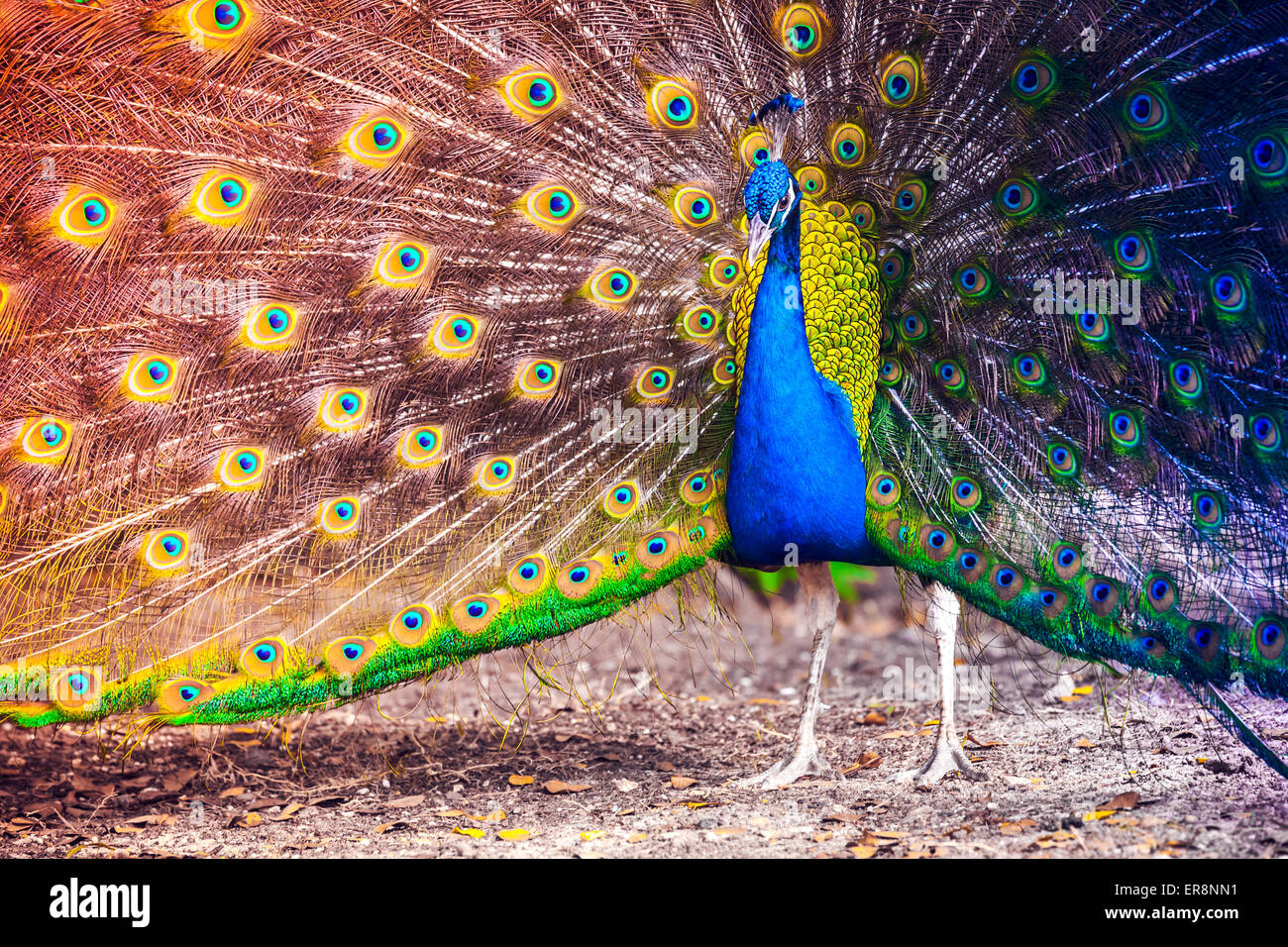 Peacock in a tropical forest with feathers out, colorful gradient tonal correction photo filter Stock Photo