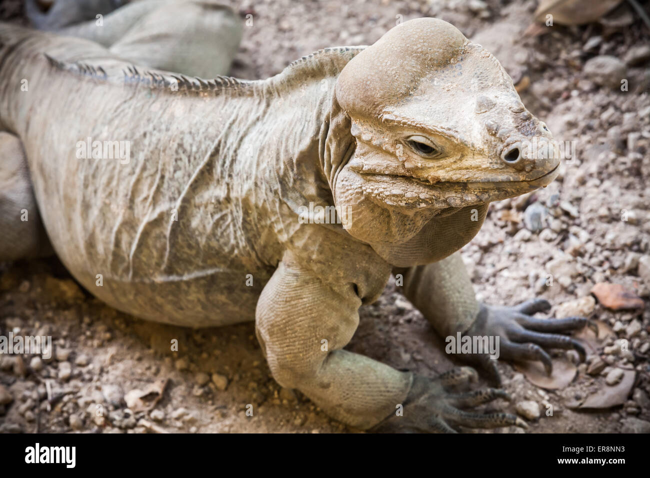 Rhinoceros Iguana, lizard of the family Iguanidae, photo with selective focus and shallow DOF Stock Photo