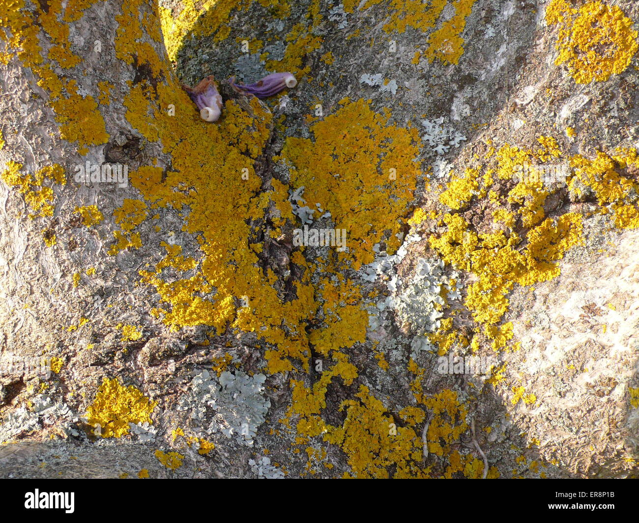 yellow lichen Stock Photo