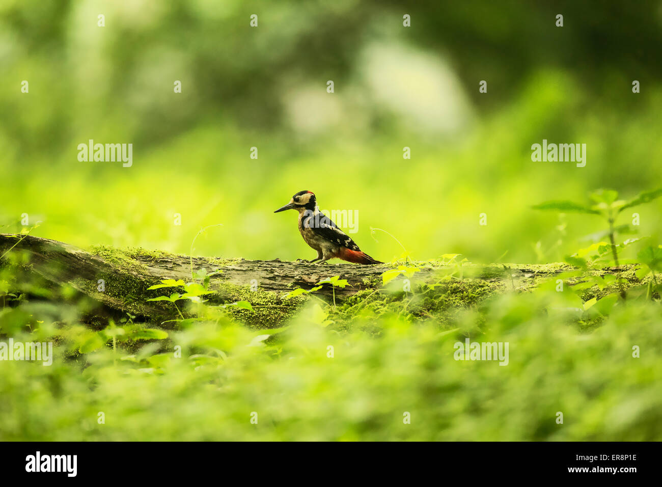 A Great spotted woodpecker ( Dendrocopos major ) perchs on the branch of a tree in Wuyuan county, Jiangxi province, China on 23t Stock Photo