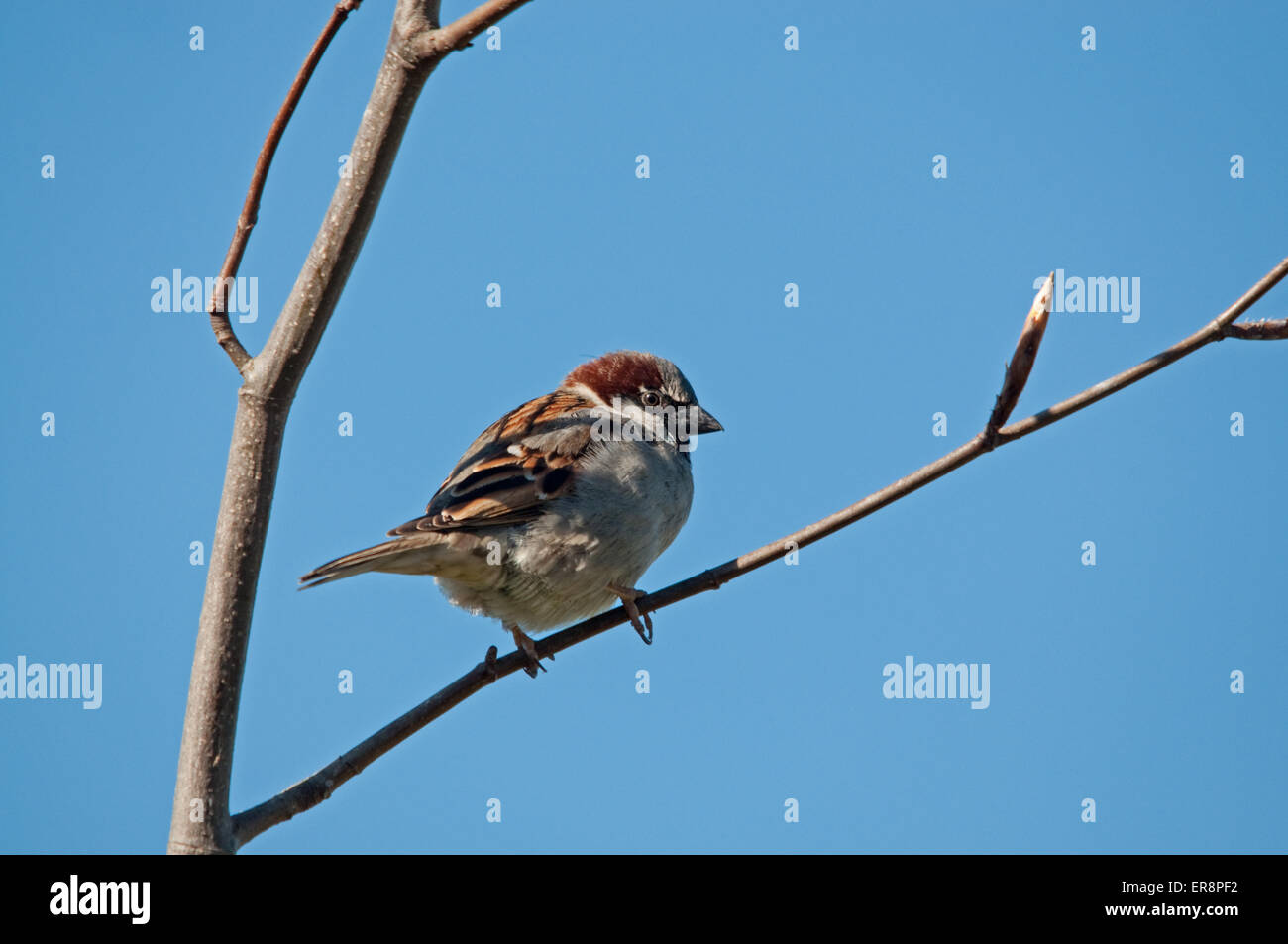 Male House Sparrow perching in Copper Beech tree Stock Photo