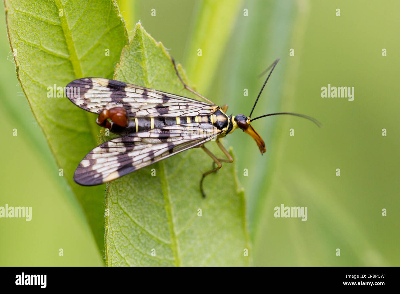 Hangingflies hi-res stock photography and images - Alamy