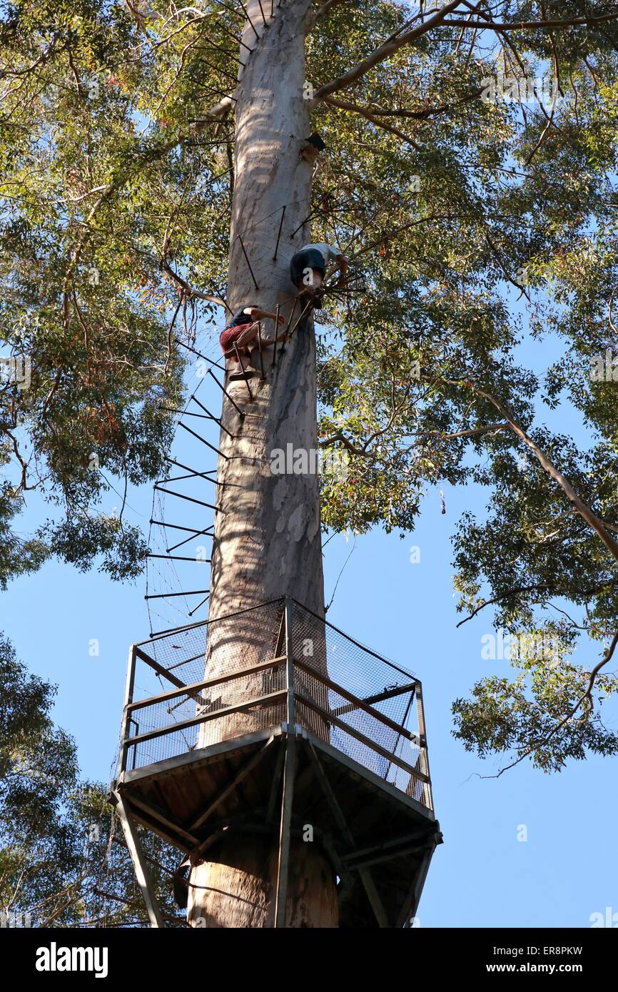 Dave Evans Bicentennial Tree, Warren National Park, Western Australia Stock Photo