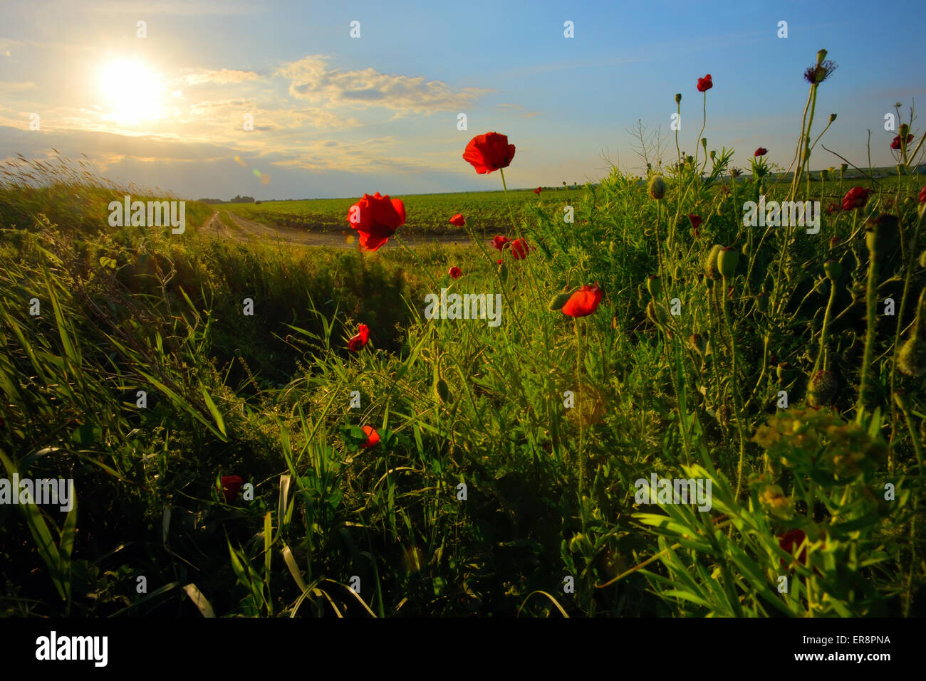 field with green grass and red poppies against the sunset Stock Photo