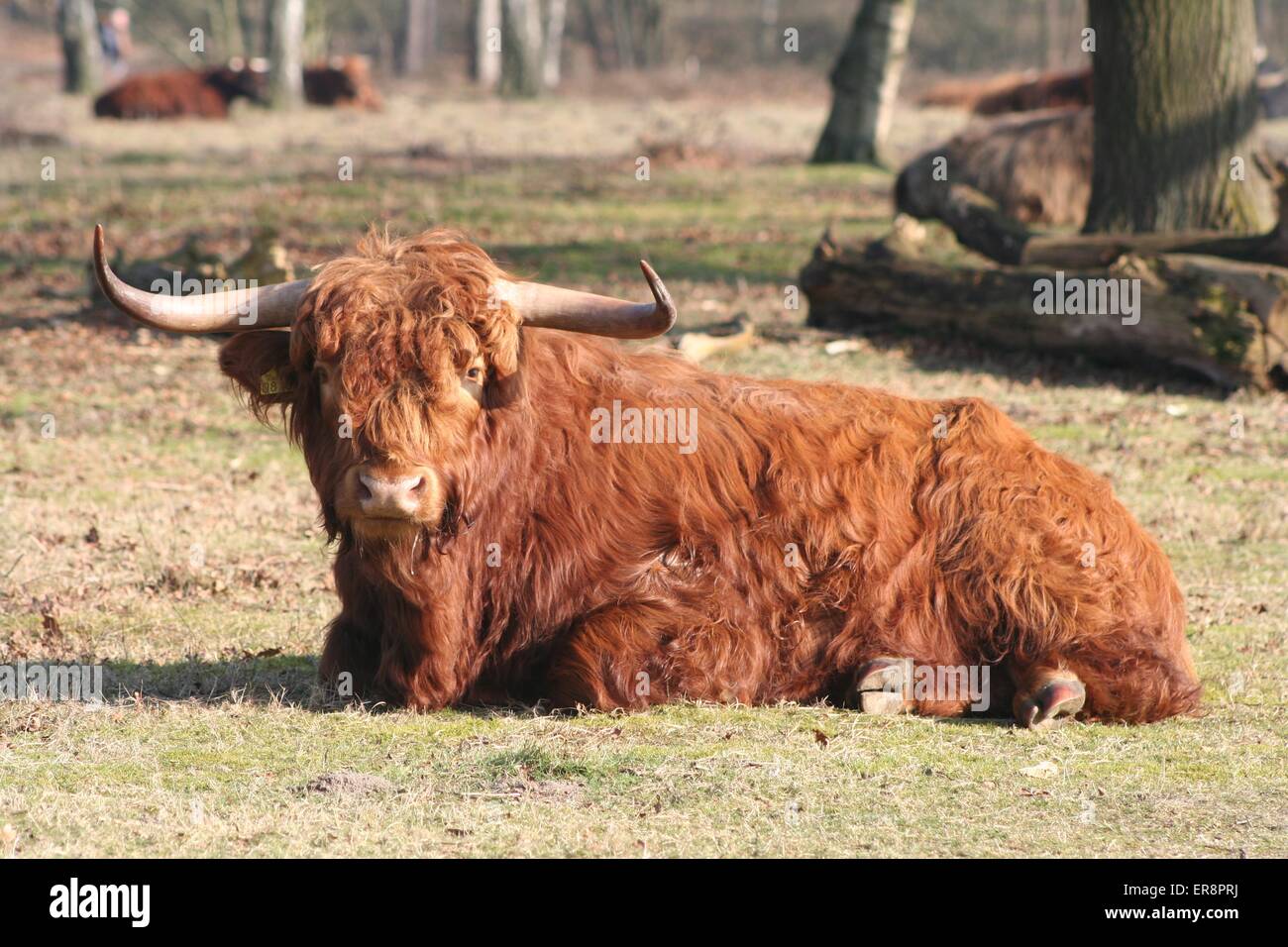 Cow Laying Down High Resolution Stock Photography and Images Alamy