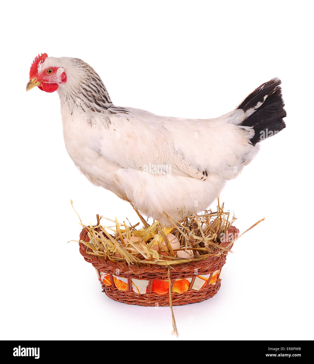 White hen in basket with eggs, isolated on white Stock Photo Alamy