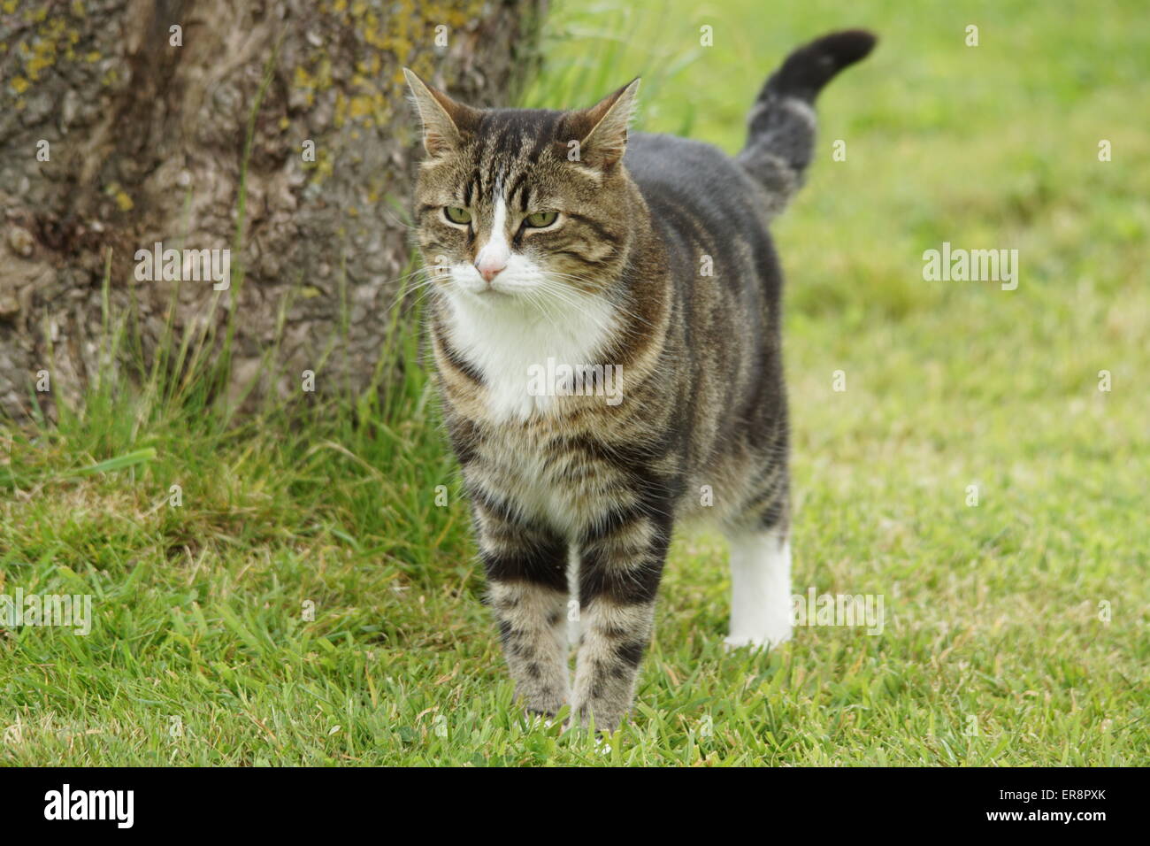 Tabby cat walking towards camera Stock Photo
