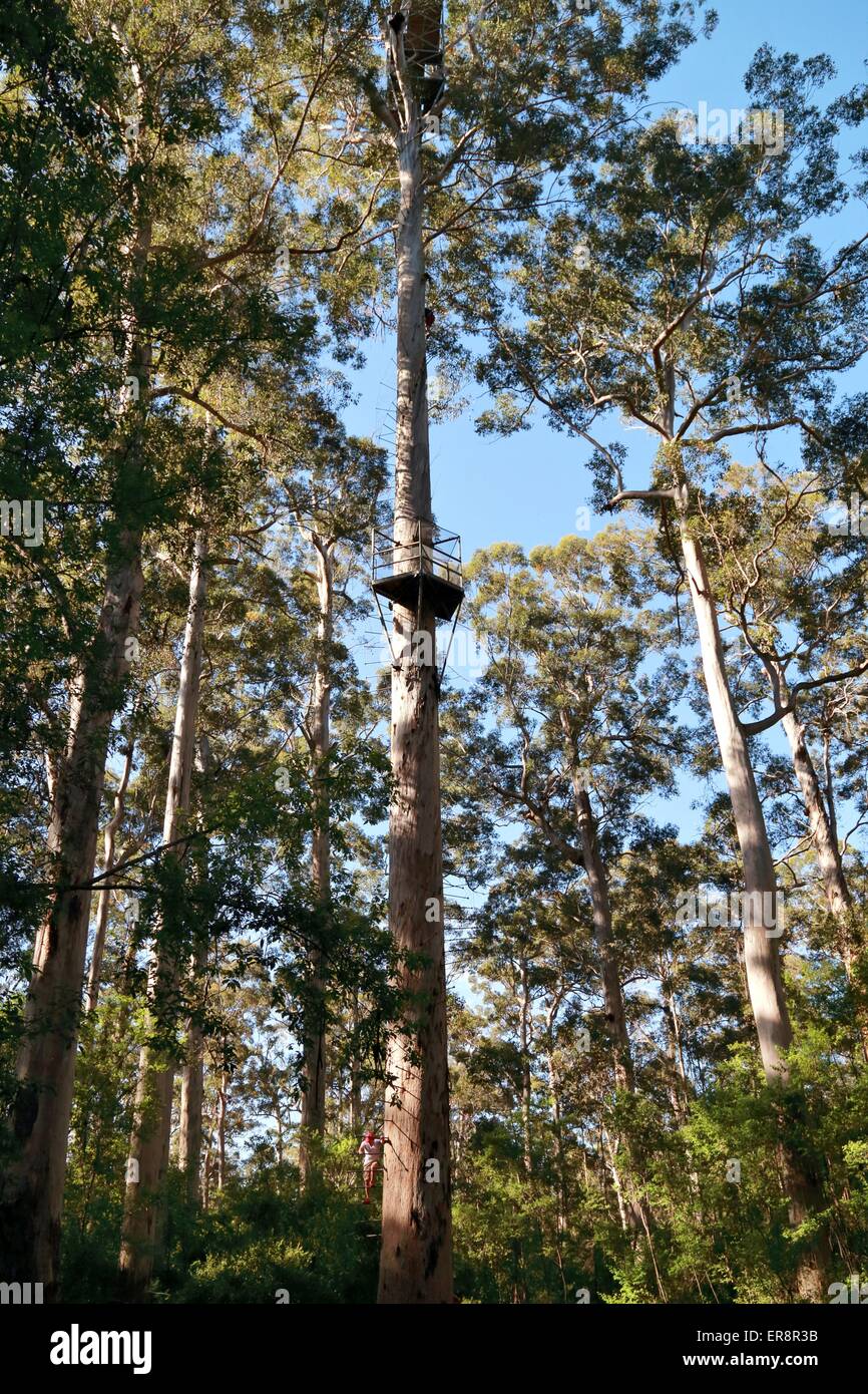 Dave Evans Bicentennial Tree, Warren National Park, Western Australia Stock Photo