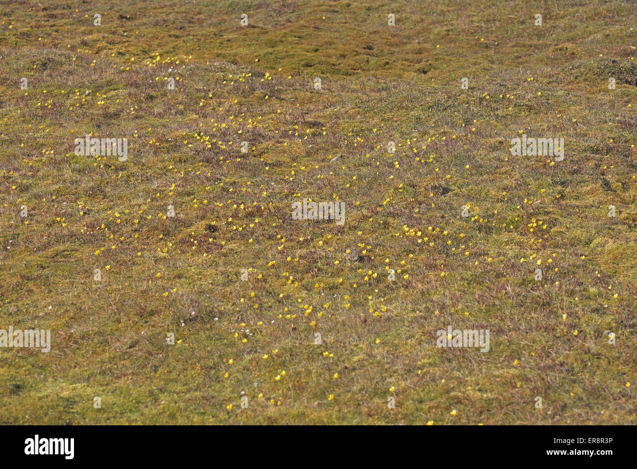 Meadow of Bog Saxifrage (Saxifraga hirculus), Barentsoya, Svalbard. Stock Photo