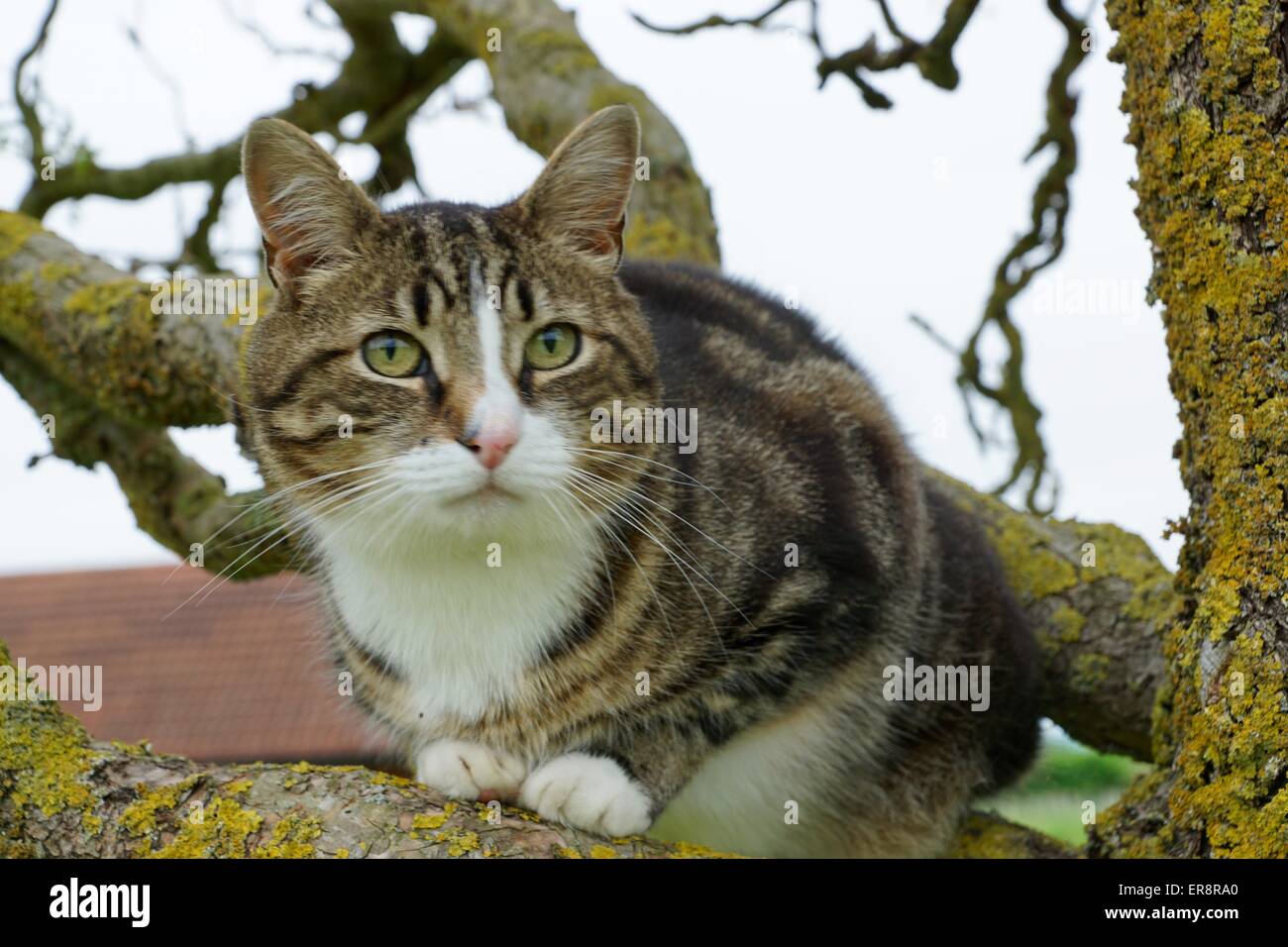 Tabby cat sitting on a tree branch Stock Photo Alamy