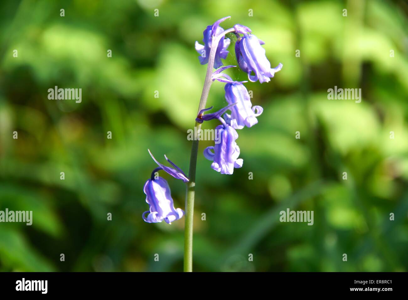 Close up shot of a Bluebell stem Stock Photo