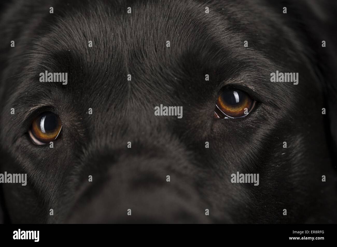 Labrador Retriever eyes Stock Photo Alamy